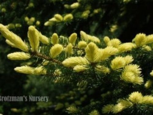 Picea pungens 'Golden Feathers'