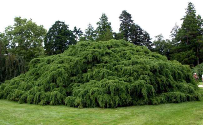 Image of Weeping hemlocks and dwarf firs conifers