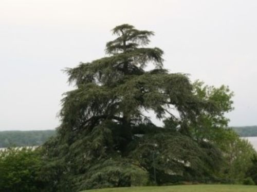 The Atlantic cedar planted to honor Pamela Cunningham