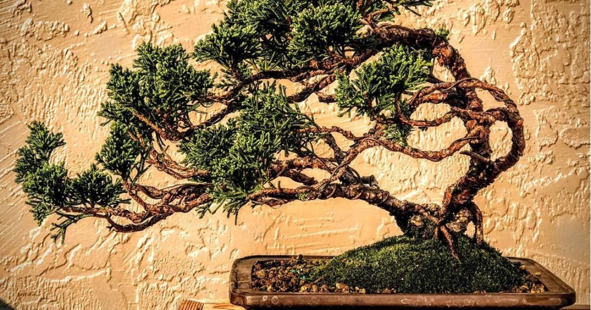 3 Tree Set Strictly an Outdoor Bonsai Tree Easy to Care for Can be Added to a DIY Kit Responds Well to Wiring and Reshaping Healthy Bonsai Tree Windswept Junipers 