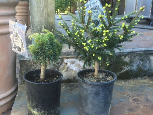 Your editor ordered Pinus parviflora 'Catherine Elizabeth' and Picea orientalis 'Ferny Creek Prostrate'