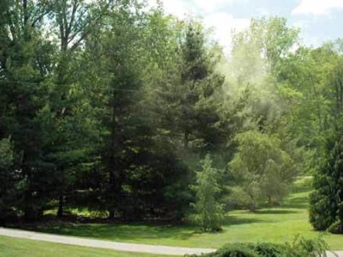 The dust cloud in this photo is actually a sulphur shower of pollen from several white pines. (Photo: Bert Cregg/MSU)