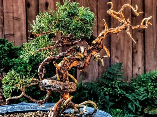 This is an example of a conifer bonsai shape that can be achieved over years
