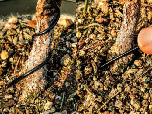 Wiring of the trunk at 45° angle (left); wire inserted 2” into the soil (right)
