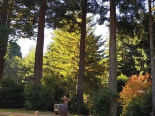 The Greek Column Cut conifer pruning style pays homage to the Parthenon in Athens