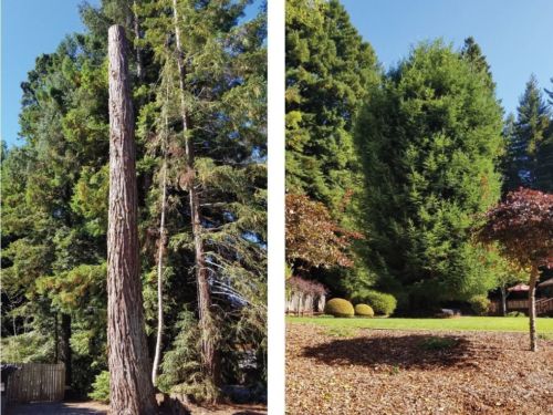 On the left: a recently pruned conifer; on the right: a bushy shrub, one year after pruning