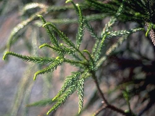 The conifer, Japanese cedar (Cryptomeria japonica) in close-up view