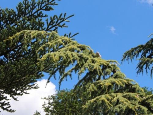 How about some Cedrus atlantica 'Aurea?' Stunning against the bluest sky you'll ever see in Seattle.