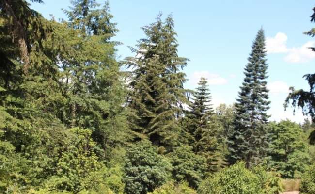 Coniferous Contemplations - June 2016
