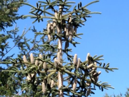 Abies numidica  — imagine the genetic potential in all those cones . . .