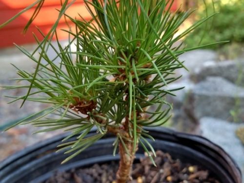 PInus flexilis 'Ginger Baby' — my first of the set of three witch's broom and seedlings.
