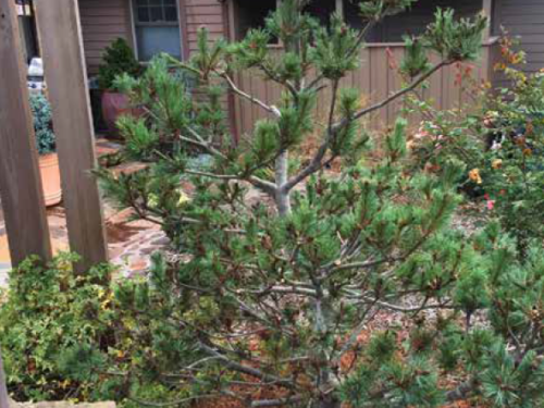 The conifer, Pinus monticola ‘Crawford’ (Crawford Western White Pine) after pruning