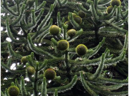An allergy-friendly conifer, the female Chilean pine (Araucaria araucana)