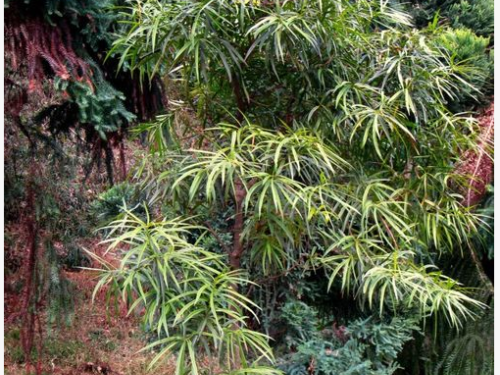 An allergy-friendly conifer, the female brown pine (Podocarpus neriifolius)