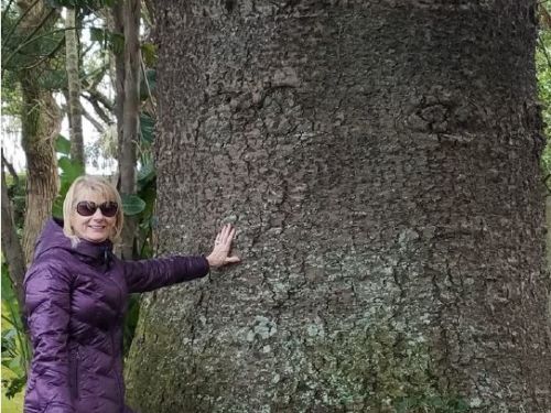 Evelyn Cox and massive trunk of the conifer, Araucaria heterophylla, at the Jardim António Borges garden in the Azores