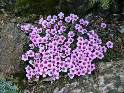 The rock garden plant, Saxifraga ‘Rose Marie’