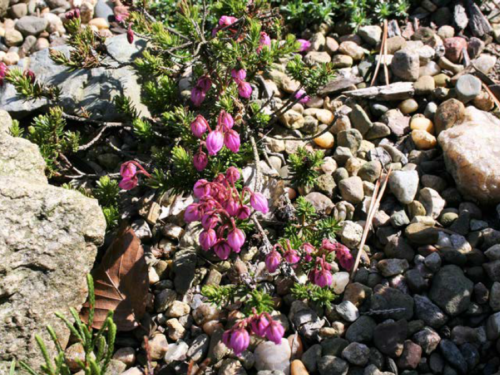 Conifers And Companion Planting American Conifer Society