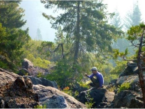 Leah Alcyon looking for Alaskan cedar at Devil's Punchbowl in Northern California