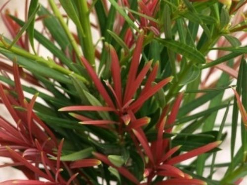 Podocarpus macrophyllus ‘Royal Flush’