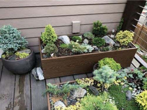 Conifer cultivars for container gardening