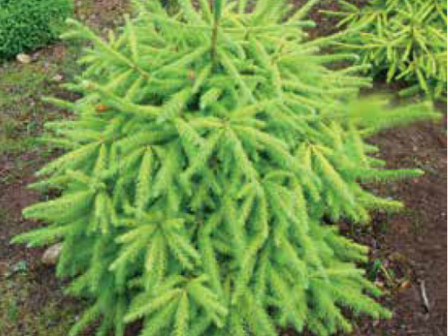 The conifer, Chub Norway Spruce (Picea abies ‘Chub’)