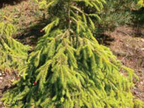 The conifer, Summer Daze Norway Spruce (Picea abies ‘Summer Daze’)