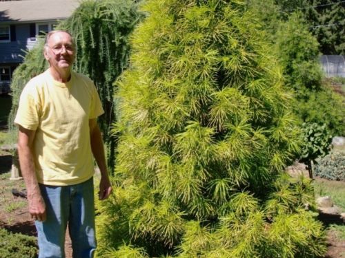 Dennis Dodge with one of his favorite Sciadopitys cultivars, 'Yellow Dream' in his garden in 2011.