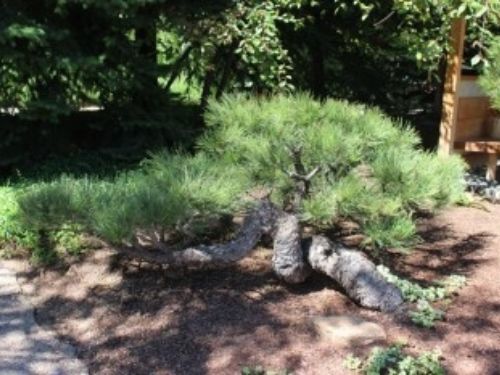 An ancient Pinus ponderosa  at the Denver Botanic Gardens.