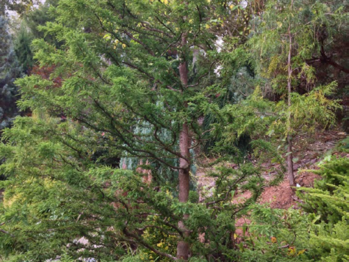 The Bald cypress (Taxodium distichum) ‘Twisted Logic’ introduced by Tom Cox (Cox Arboretum)