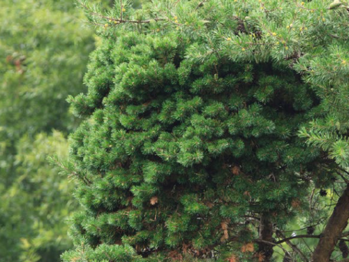 The Virginia pine (Pinus virginiana) ‘Fluffy Cloud’ witch’s broom