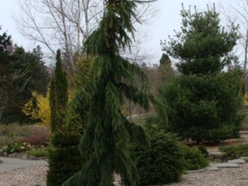 The conifer, 'Jack William' black spruce (Picea mariana ‘Jack William')