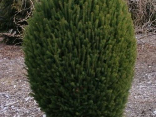 The conifer, 'Craig' black spruce (Picea mariana ‘Craig’)