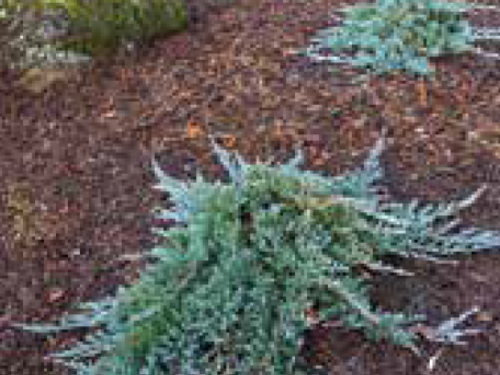 The conifer, Juniperus horizontalis ‘Blue Chip’