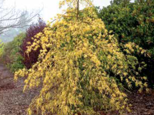 The conifer, Cupressus macrocarpa ‘Coneybearii Aurea’