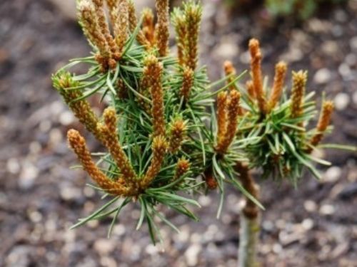 Pinus banksiana 'Natalia'