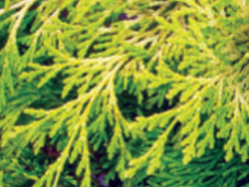 A conifer complement, the Golden Hinoke Cypress (Chamaecyparis obtusa ‘Crippsii’) Photo: Eaton Farms / Pennsylvania Pride Trees