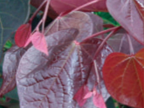 A companion plant, the 'Forest Pansy' Redbud (Cercis canadensis ‘Forest Pansy’) Photo: Eaton Farms / Pennsylvania Pride Trees