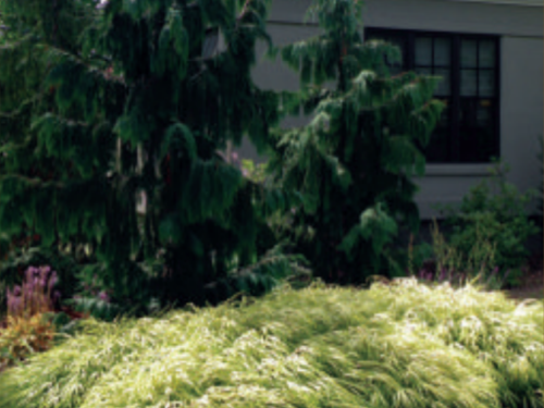 The Nootka cypress (Cupressus nootkatensis ‘Pendula') with Hakone Grass (Hakonechloa 'Aureola') Photo: David Resavage, from a landscape renovation he designed