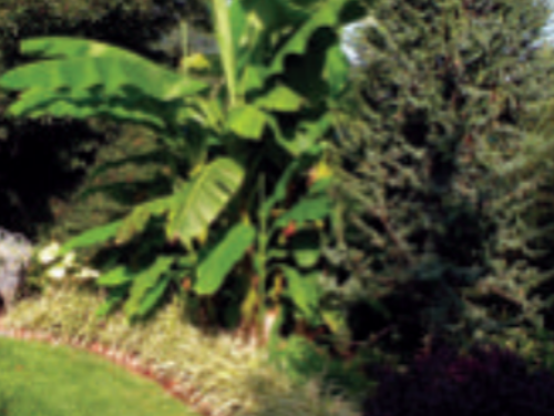 The Japanese fiber banana (Musa basjoo) with Fastigiate Atlas Cedar (Cedrus atlantica ‘Fastigiata’) and Variegated Lily Turf (Liriope muscari ‘Variegata’) as an edging plant at the Resavage garden in Wilkes Barre, Pennsylvania (zone 6a)