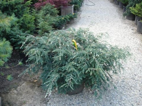 The conifer, Canadian Hemlock (Tsuga canadensis 'Albo-spica')
