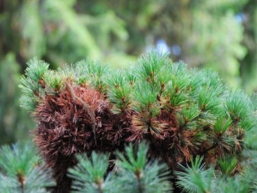 Pinus monticola 'Mini Monti' — the original broom in Washington's Eastern Cascade Mountains.