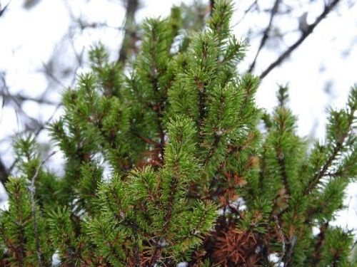 Pinus banksiana 'Jackpot' — original witch's broom found, in of all places, in the woods behind a casino on Michigan's Upper Peninsula.