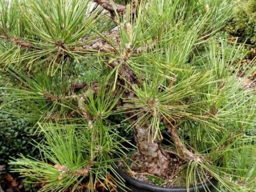 Pinus thunbergii 'Ondae' — an old corkbark Black pine that originated in Japan.