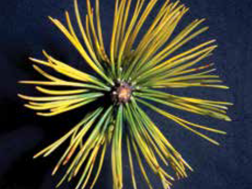Needle chlorosis in Mugo pine (Pinus mugo)