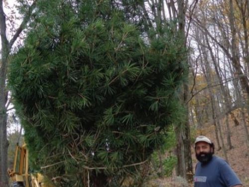 Lorens Fasano with one of his umbrella pines from his conifer garden collection