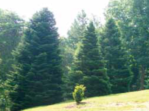 A view of momi firs (Abies firma) in a conifer garden
