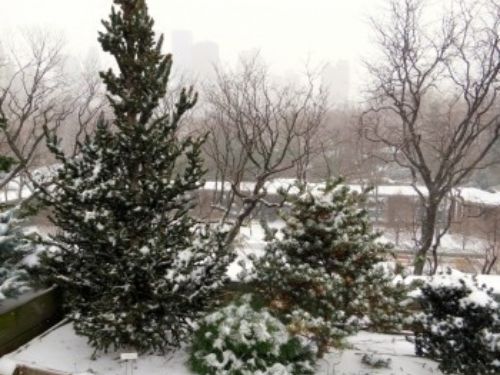 Recent photo of a portion of the Conifer Corner overlooking the Children's Zoo and the skyline of Central Park West beyond.