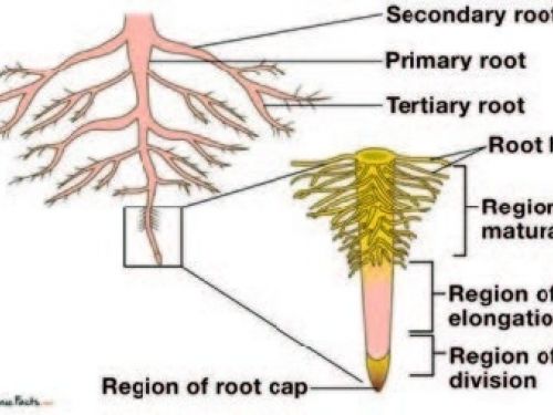 Root structure of a conifer. Science Facts.