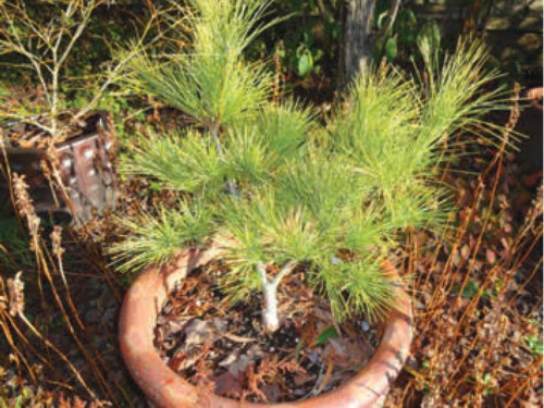 The conifer, Louie eastern white pine (<em>Pinus strobus </em>‘Louie’)