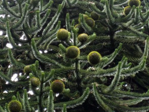 A conifer tree from the genus Araucaria